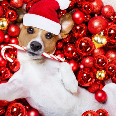 Christmas Gifts for Dog Lovers - cover image