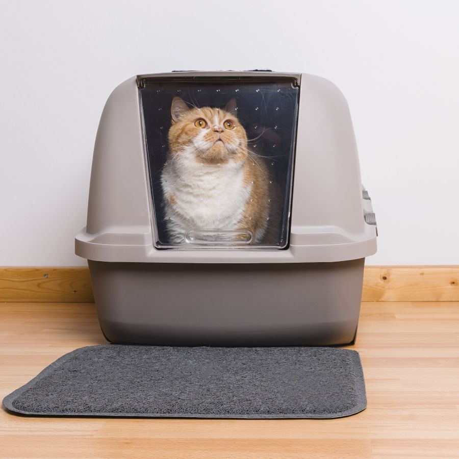 Why do dogs eat cat poop from hotsell the litter box