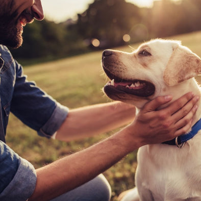 dog years in human years - cover image