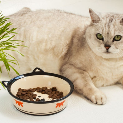 homemade cat treat recipes - cover image