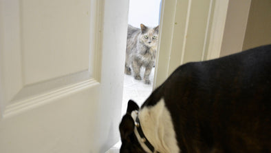 Cover Image - Door Buddy Pet Door Latch