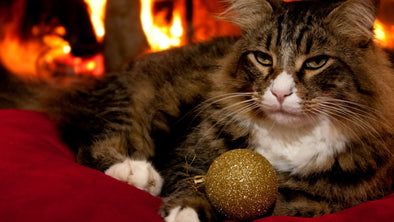 Cover Image - 5 Reasons to Gift a Door Buddy This Holiday Season