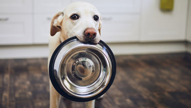 Cover Image -  A Guide to Feeding Dogs