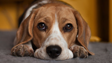 Cover Image - Anxious Dog Training