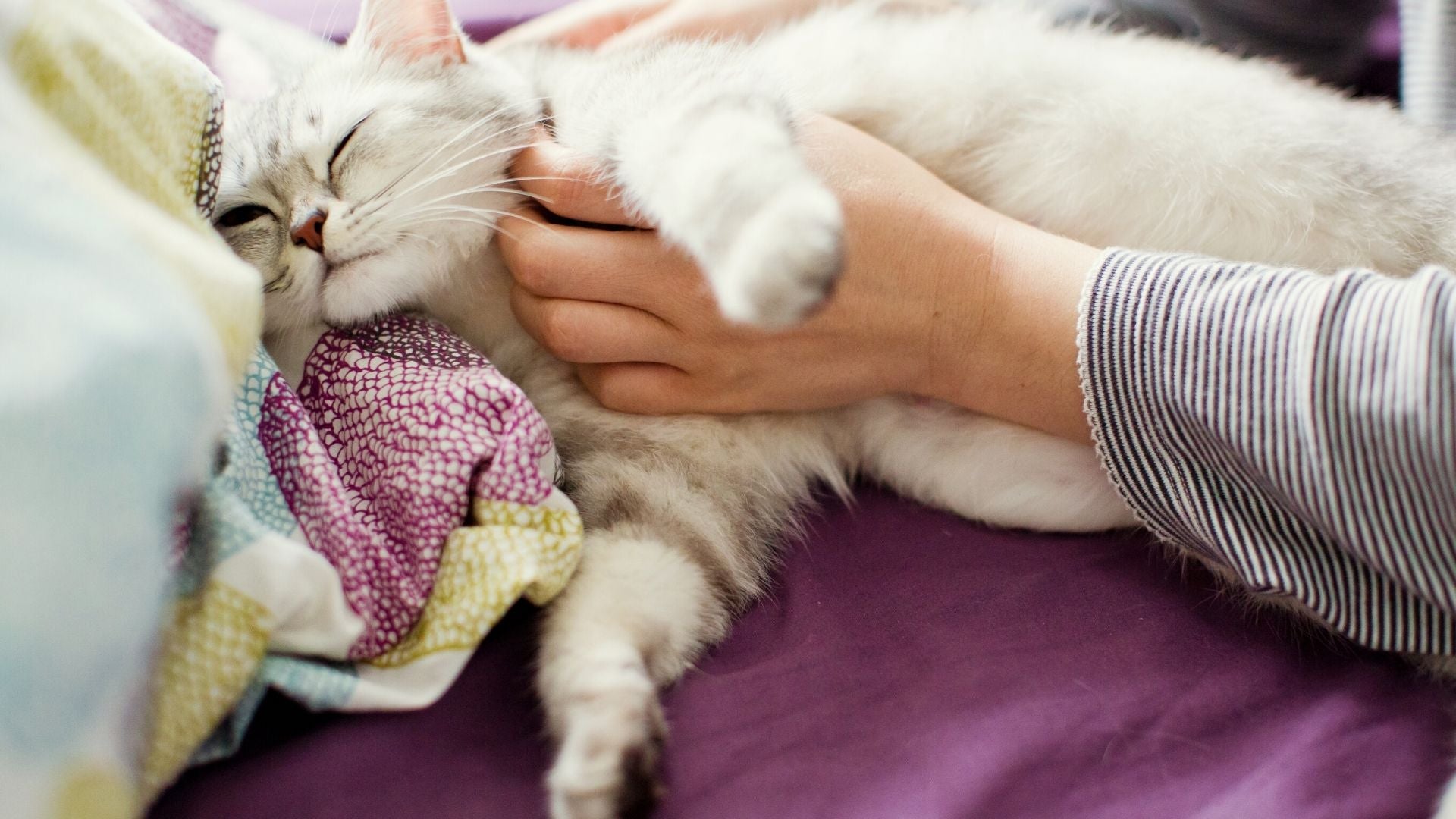 Caring for deals your cat