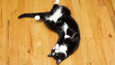 Cover Image -  Catnip for Cats