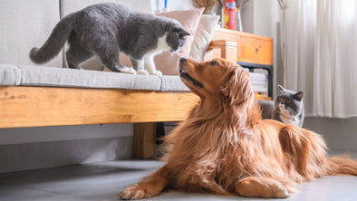 Cover Image - Cats and Dogs Living Together