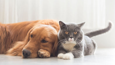 Cover Image - Hiring a Pet Sitter