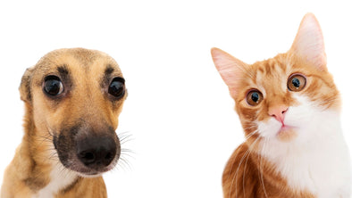 Cover Image - How to Introduce a Cat to a Dog