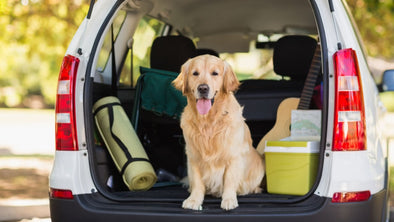 How to Make Your AirBnb Pet Friendly - cover image
