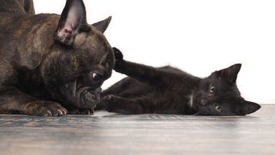 Cover Image - How to Socialize a Dog with Your Pets