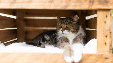 how to travel with cats - cover image