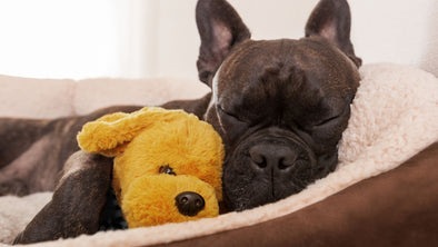 Pet Luxury Items - cover image