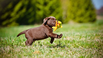 Cover Image - Puppy Obedience Training