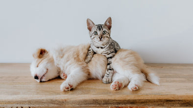Cover Image - Should I Get a Cat or Dog