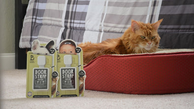 Cover Image - tips for feeding pets