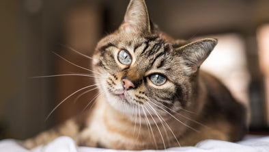 Cover Image -  Understanding Your Cat's Behavior