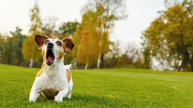 Cover Image - Understanding Your Dog's Body Language