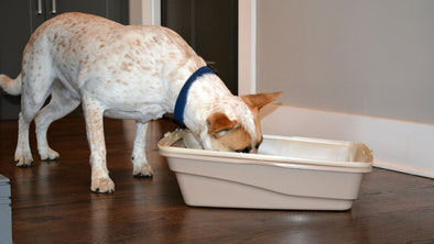 Cover Image - why do dogs eat cat poop